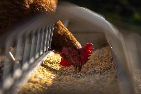 Materiel avicole Alimentation poules
