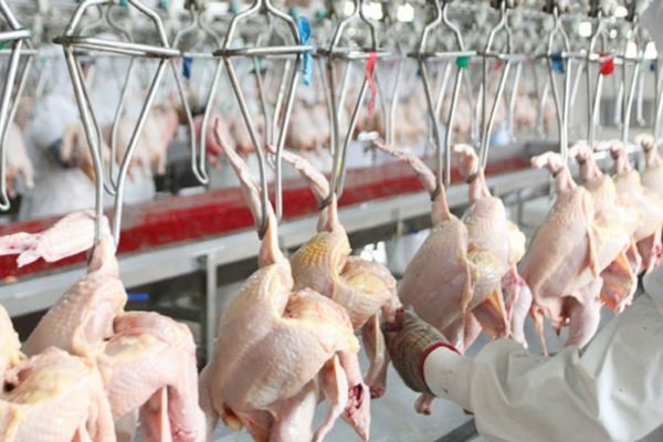 Matériel Avicole Abattoir volaille
