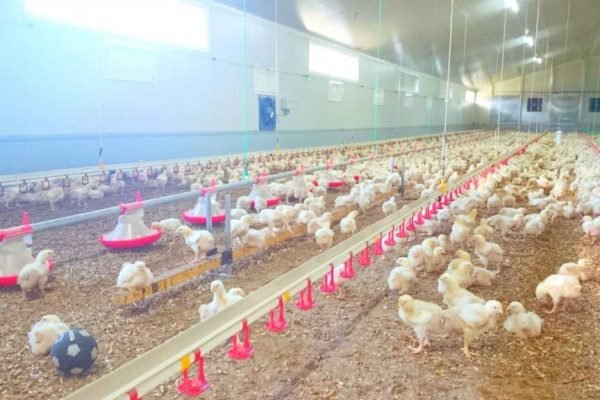 Mangeoires Poules